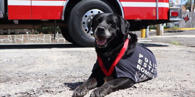 Dana canino perrita puebla ssp bombera