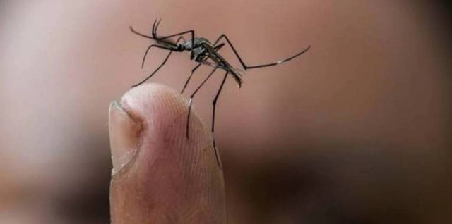 Puebla mosquito dengue