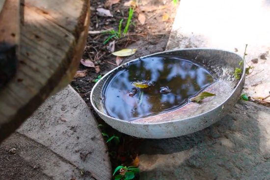 agua encharcada dengue salud mosquito