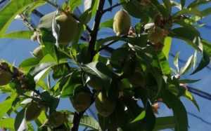 arbol fruta tlaxcala