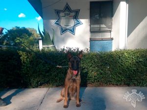 canino penal puebla policia estatal