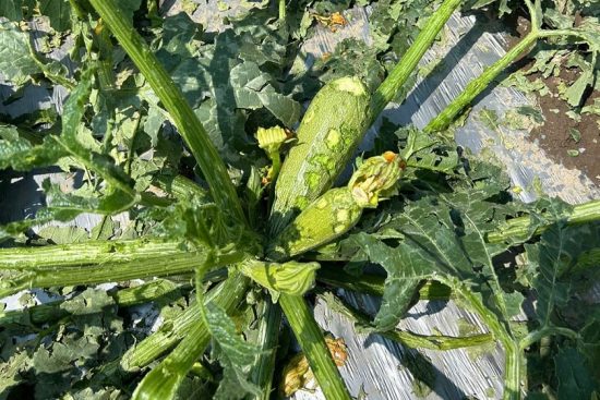 granizo afecta calabacita puebla quecholac