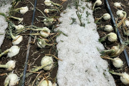 granizo afecto sembradio cebolla quecholac puebla