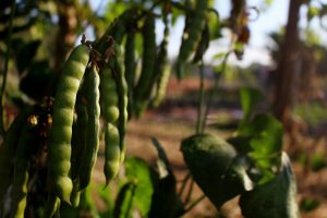 planta frijol verde