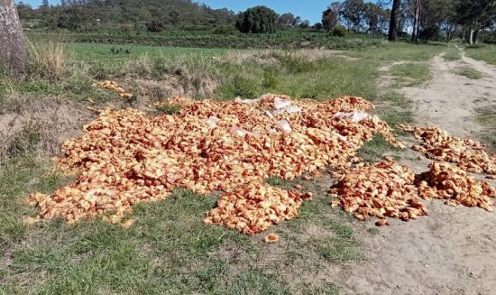 En el municipio de San Martín Texmelucan fueron localizados cientos de piezas de pollo abandonados en el cerro Totolqueme